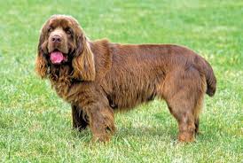 are sussex spaniel aggressive