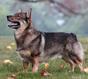 Swedish best sale vallhund cost