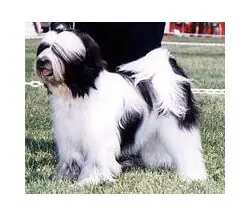 Tibetan Terrier