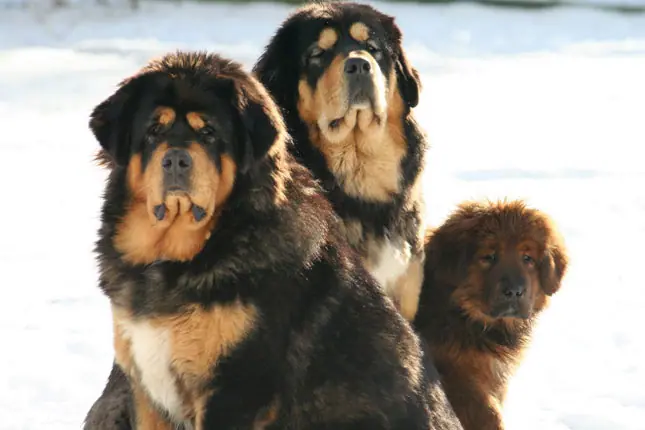 Tibetan mastiff hot sale rescue