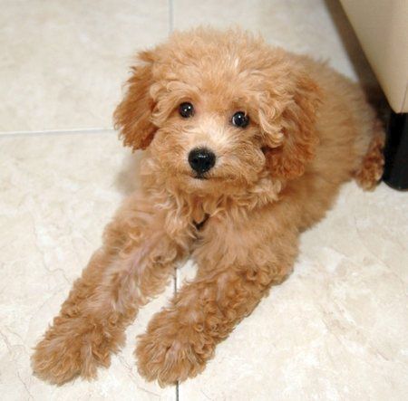 toy poodle rescue new england