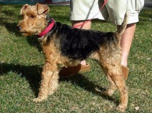 Welsh Terrier