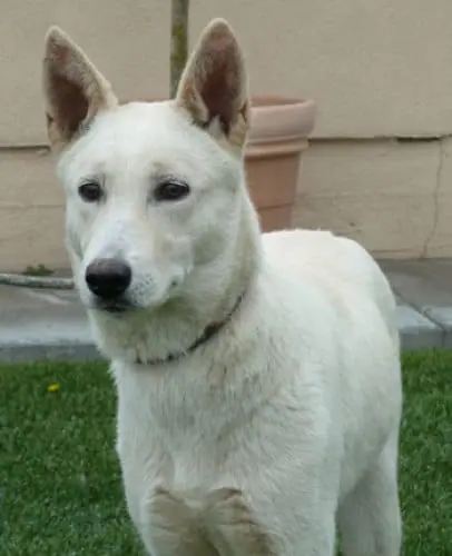 White german hot sale shepherd weight