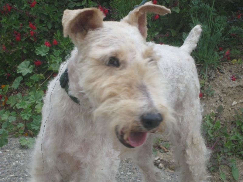 Fox Terrier, Wirehaired