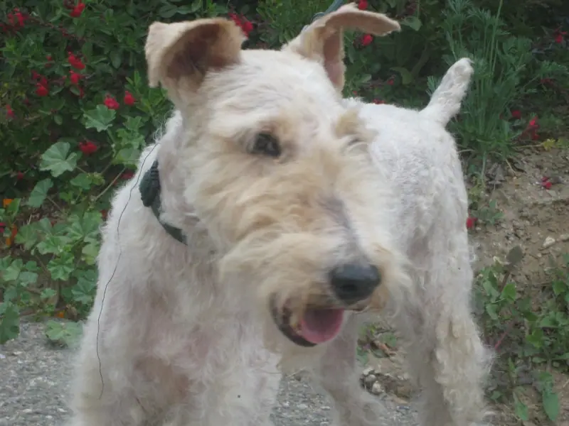 Wire haired terrier on sale for sale