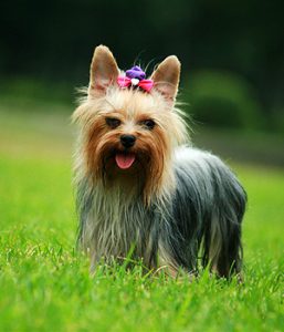 Yorkshire Terrier