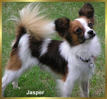 Mini Papillon Dog – SuAmi