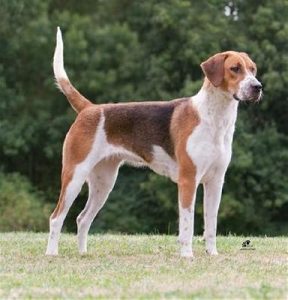 Adopt a Foxhound