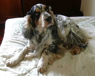 Cocker Spaniel, English