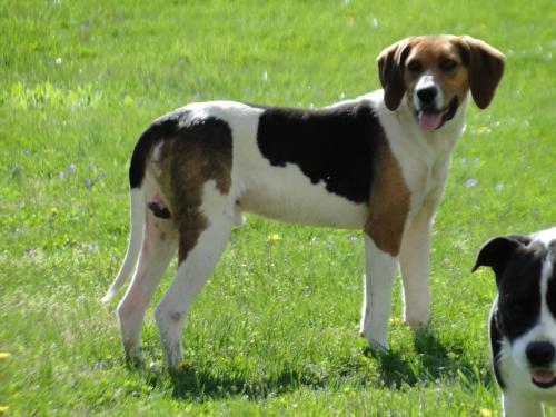 American Foxhound