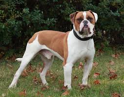 Bulldog, American