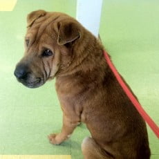 Chinese Shar-Pei