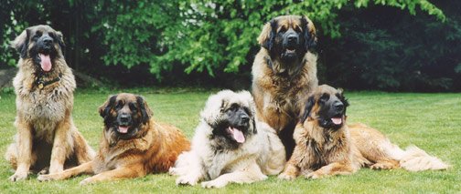 3 Giant Breed Dogs
