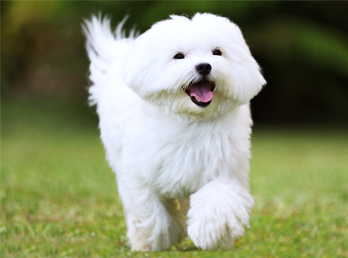 Top 10 Great Breeds for Apartment Living