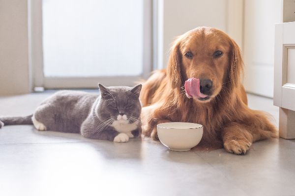 How to choose the best foods for your dog and cat?