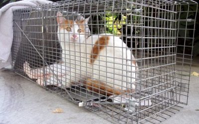 Trapping Feral Cats