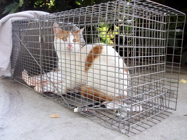 cat trap