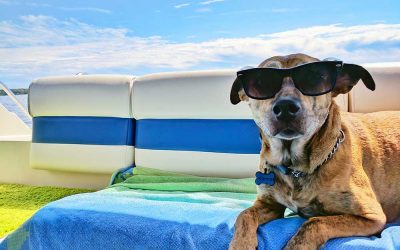 10 Tips for Pets in Summer