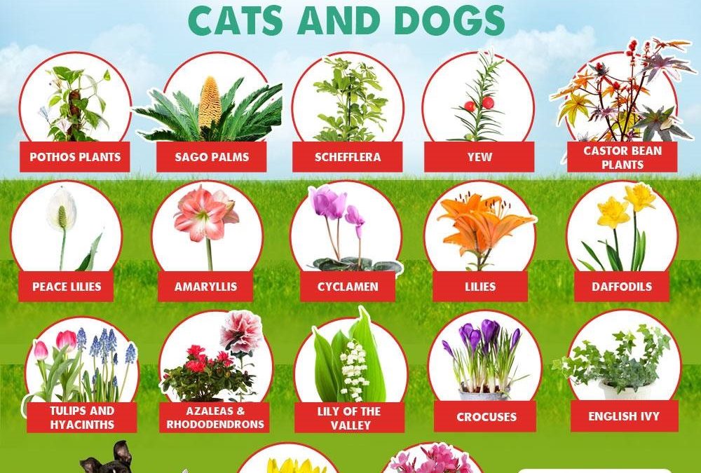 Poisonous Plants & Foods for Dogs & Cats