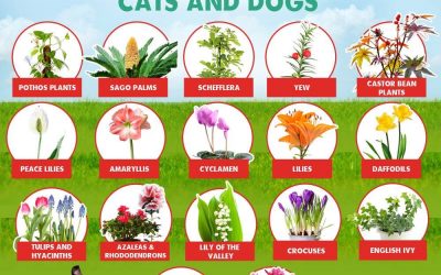 Poisonous Plants & Foods for Dogs & Cats