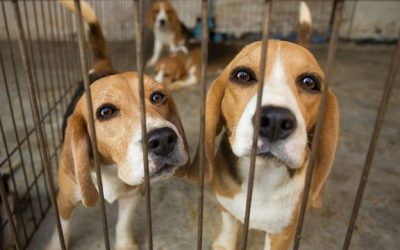 Lab Animals ~ Many will Now Be “Adopted” Instead of Euthanized After Experiments!