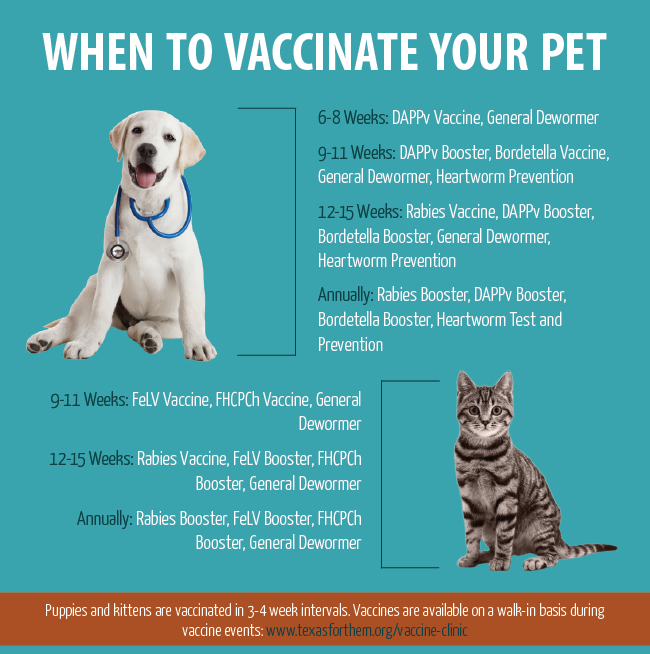When to Vaccinate Your Dog/Cat