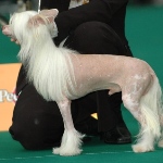 Chinese Crested4