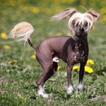 Mexican Hairless11