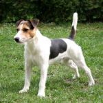 Parson Russell Terrier 150x150