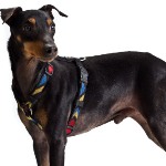 Toy Manchester Terrier 150x150
