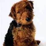 Welsh Terrier10 150x150