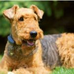 Airedale 150x150