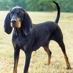 Black And Tan Coonhound 2