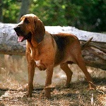 Bloodhound 2