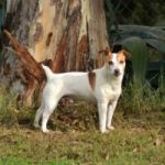 Jack Russell 150x150