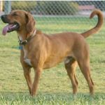 Redbone Coonhound 150x150