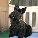 Scottish Terrier