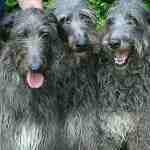 Scottishdeerhounds150x150