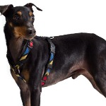 Manchester Terrier Adoption