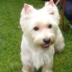 West Highland Terrier Cutie