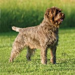 Wire Haired Pointing Griffon1