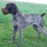 German Whirehaired Pointer 11