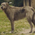 Irishwolfhound1 150x150