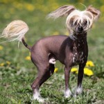 Mexicanhairless200200 150x150