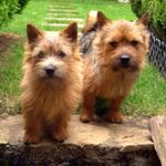Norwich Terriers1