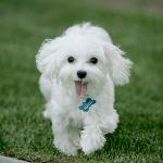 Toy Poodle21