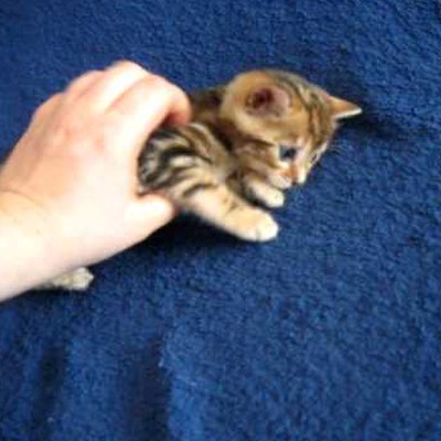 Smallest Cat Ever