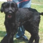 Black Russian Terrier 150x150