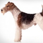 Fox Terrier Wirehaired 1 150x150