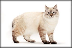 American Bobtail Cat